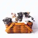 chats