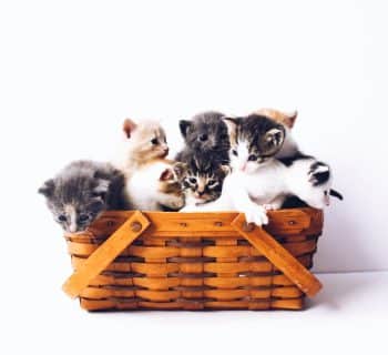 chats