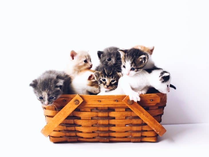 chats
