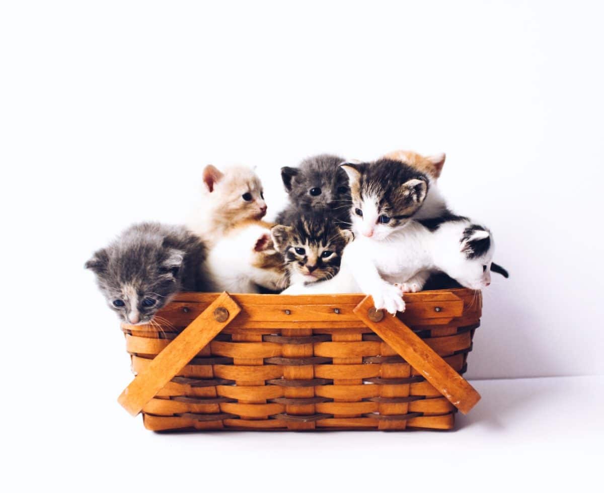 chats