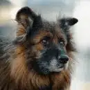 brown and black long coated dog