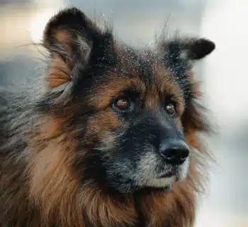 brown and black long coated dog