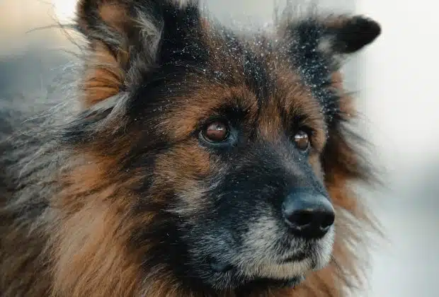 brown and black long coated dog