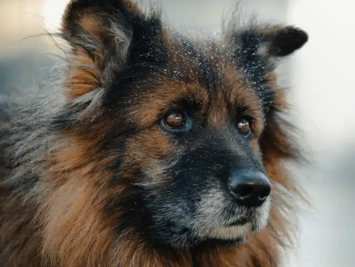 brown and black long coated dog