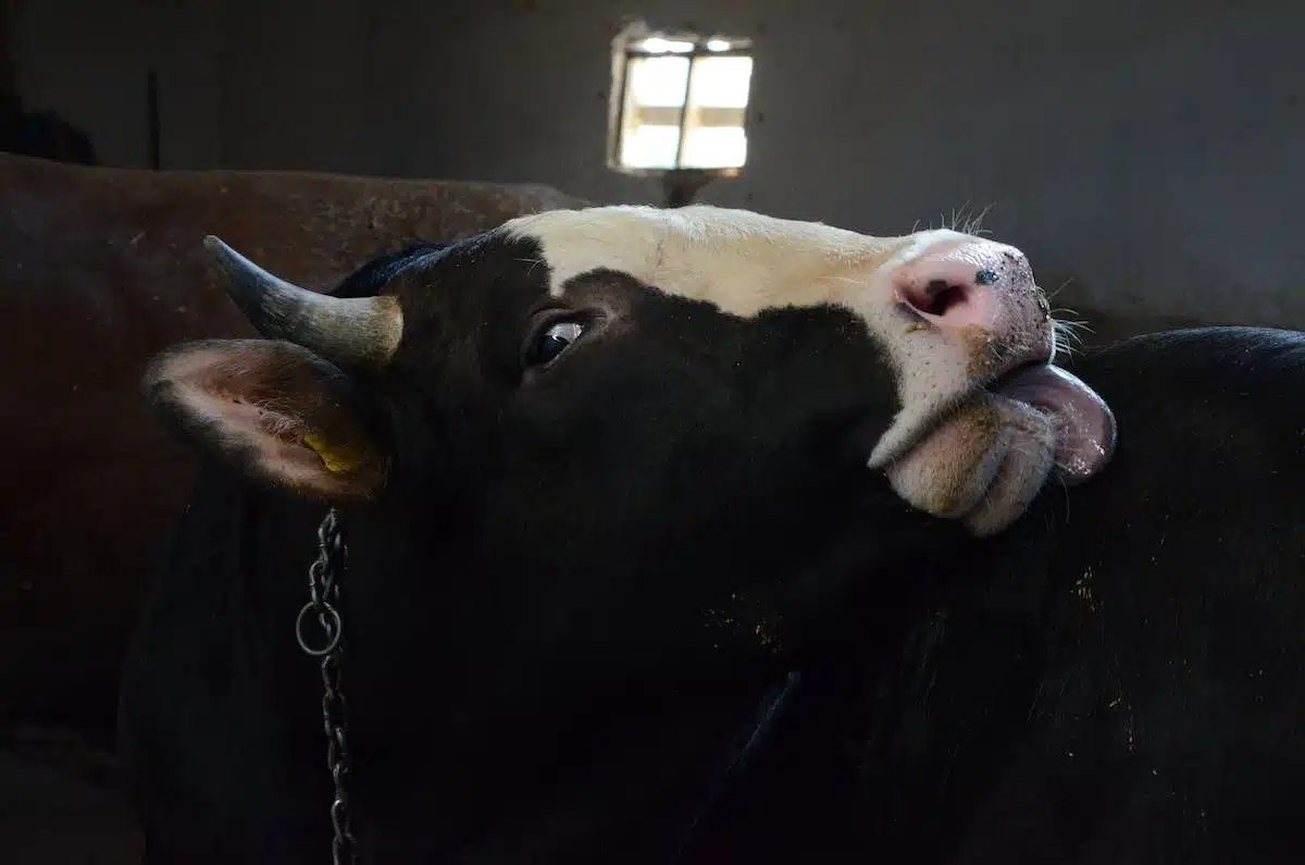 élevage animaux