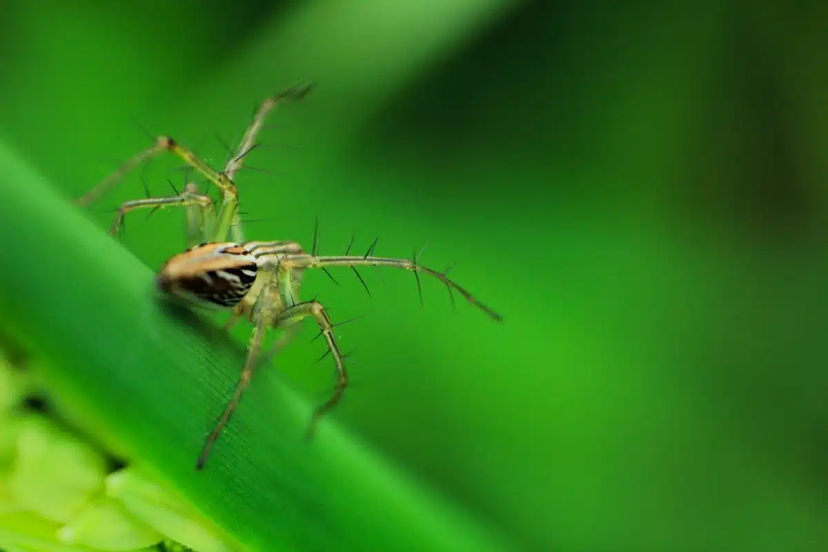 insecte domestique