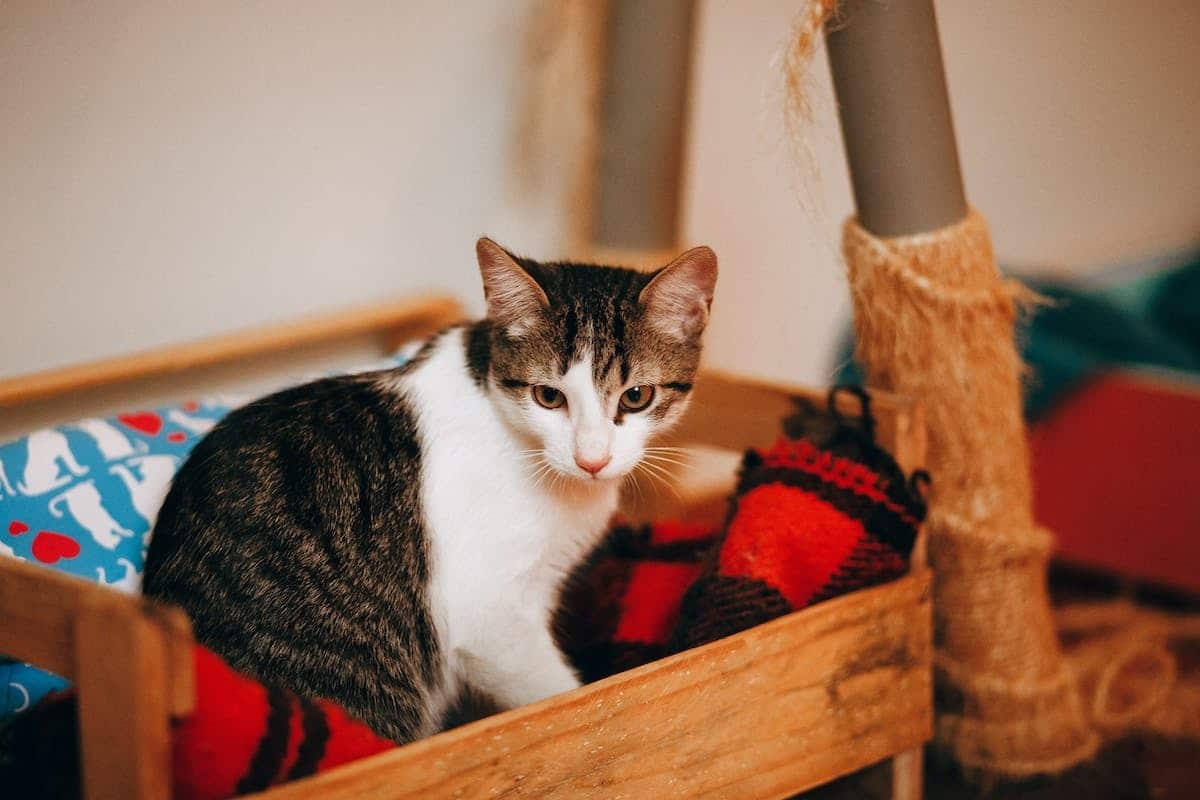 chat  soins