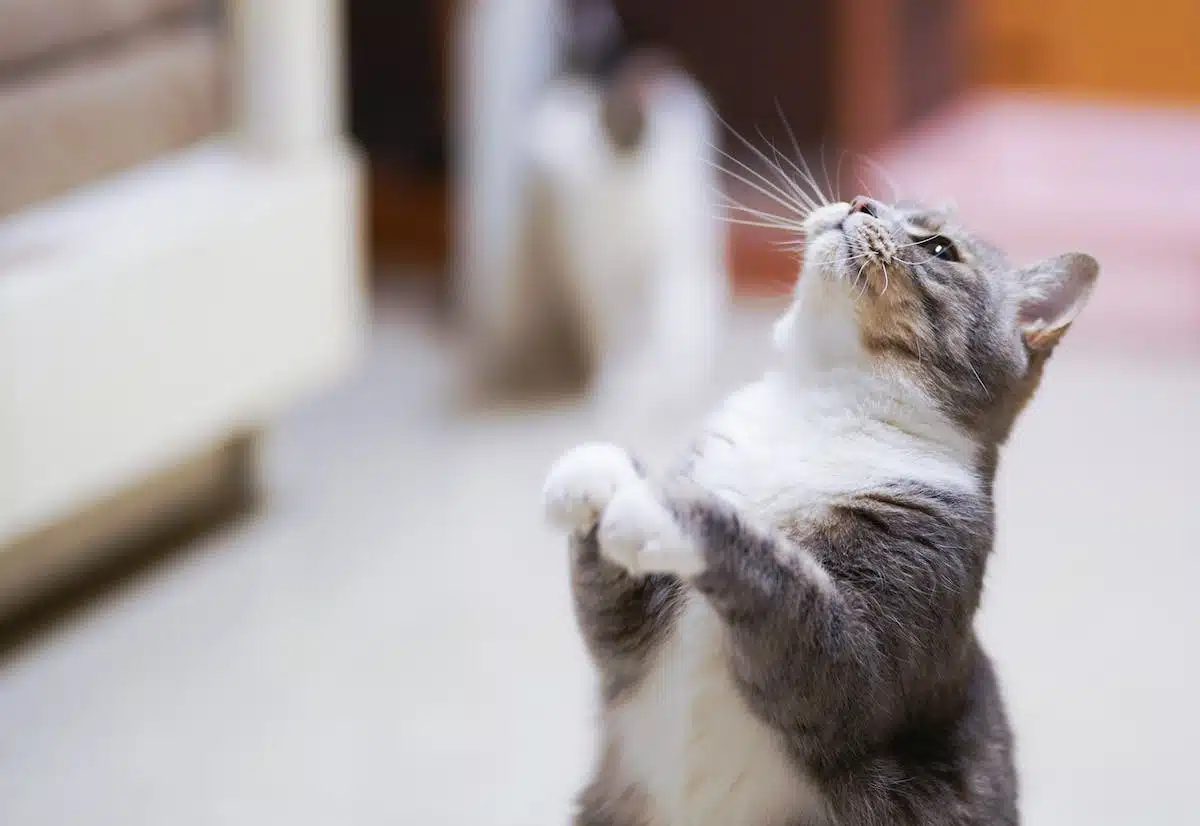 chat maladie