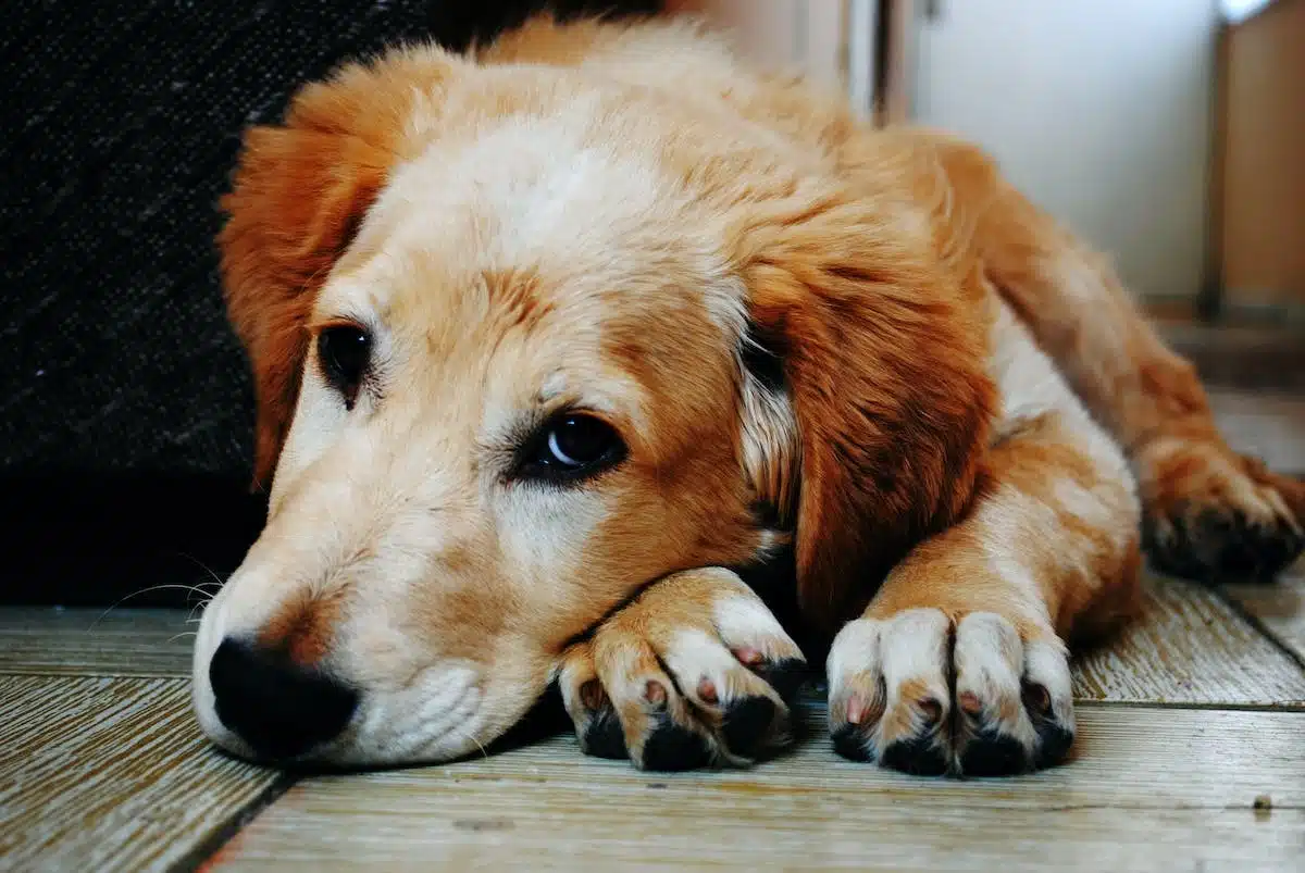 chien malade