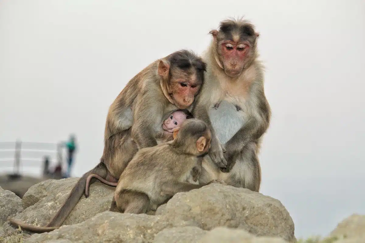 famille animaux