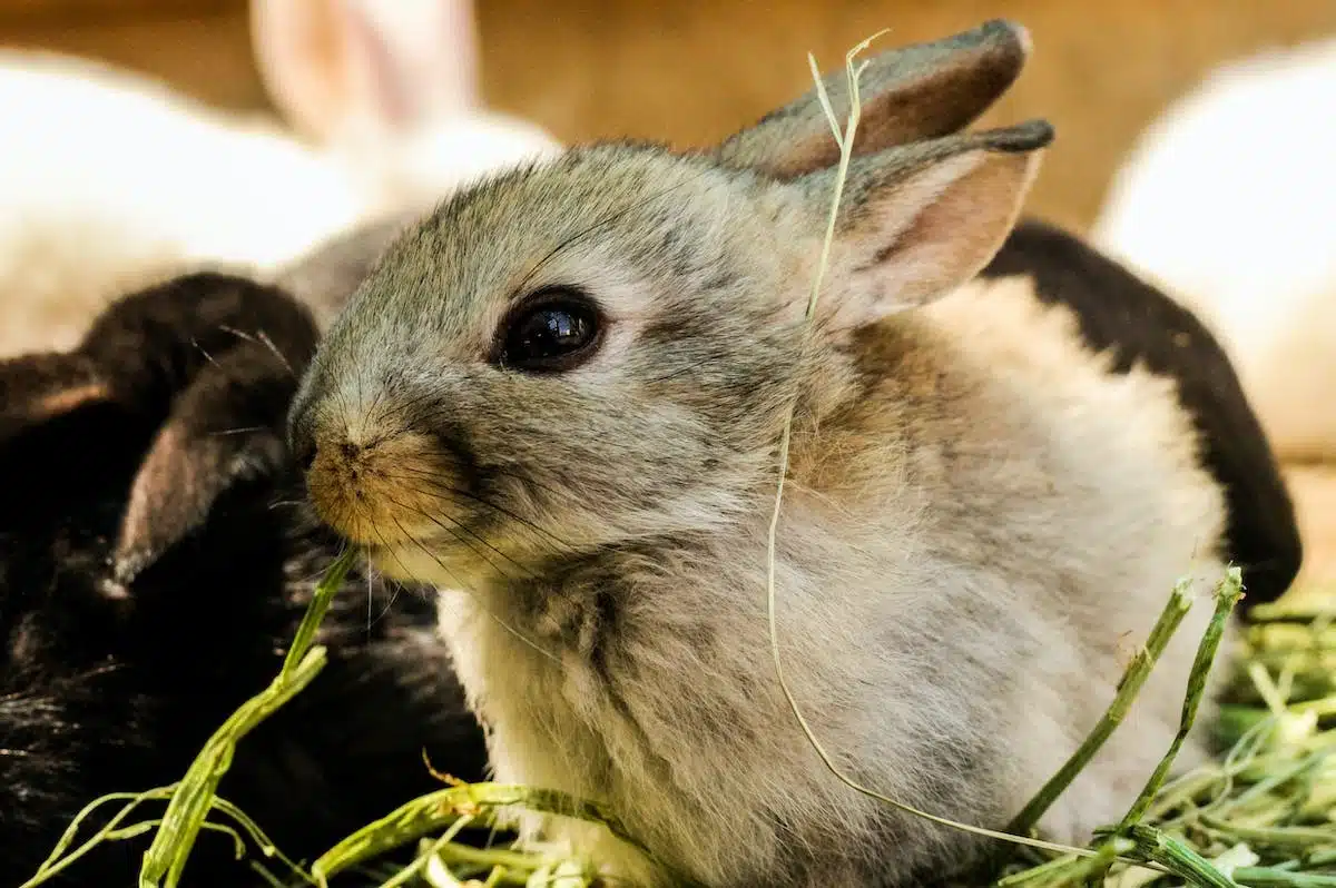 lapin domestique