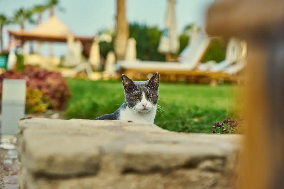 chat  été