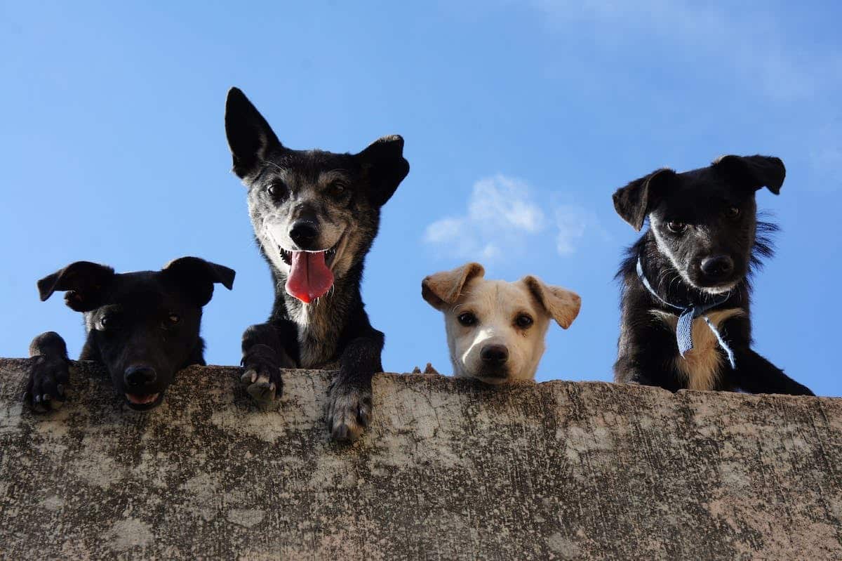 chien  activités