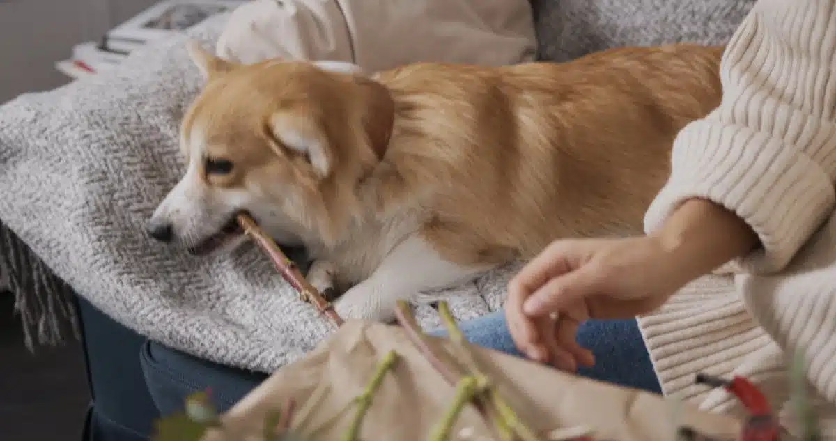 chien  erreur