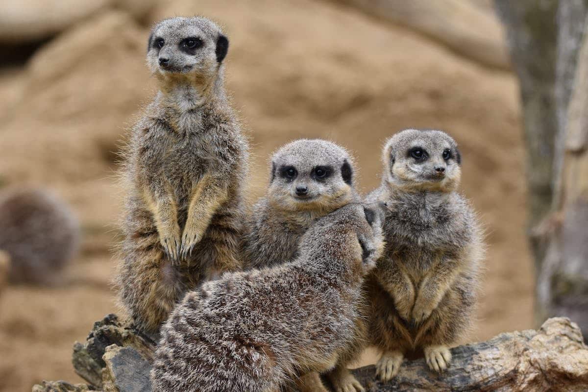 famille  animal