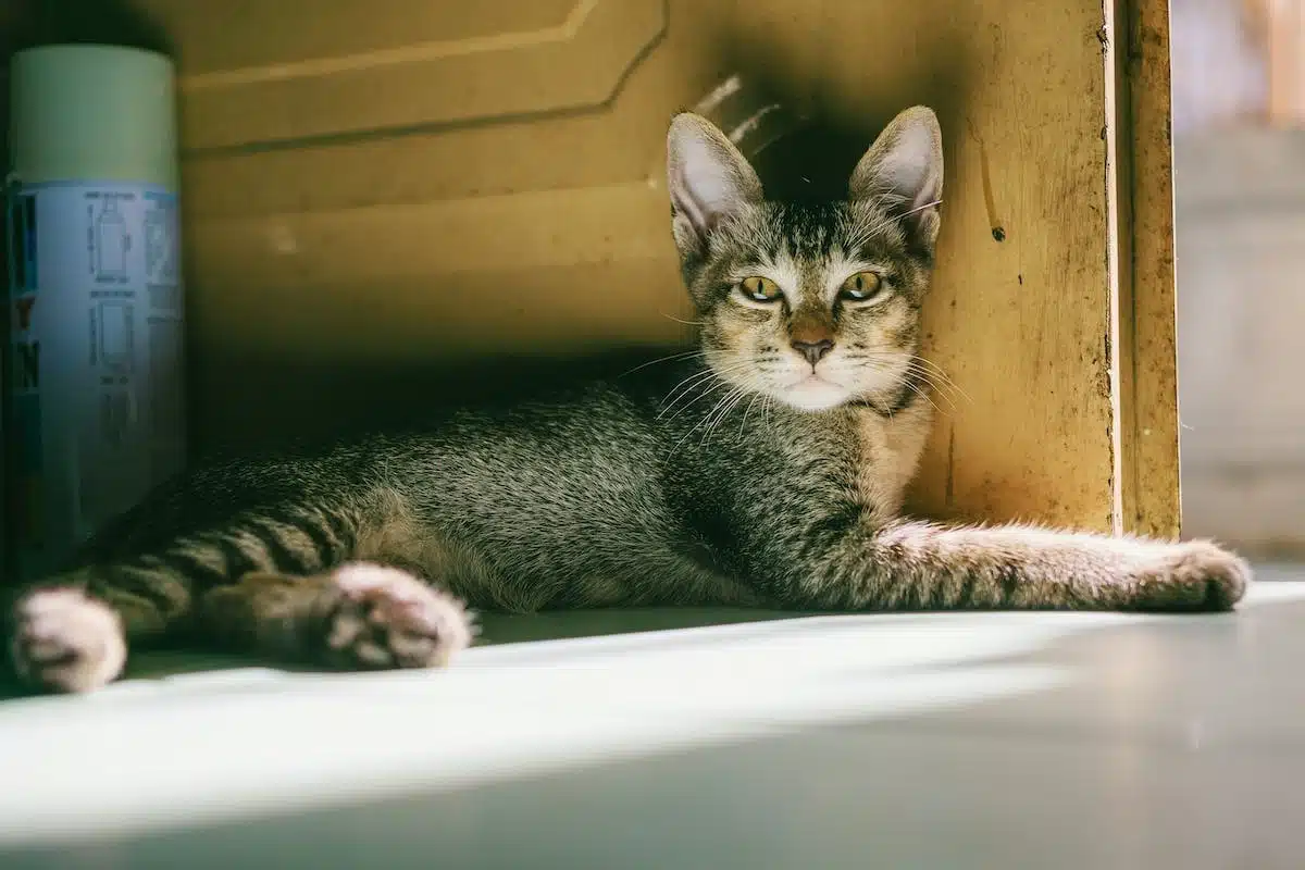 chat  câlin