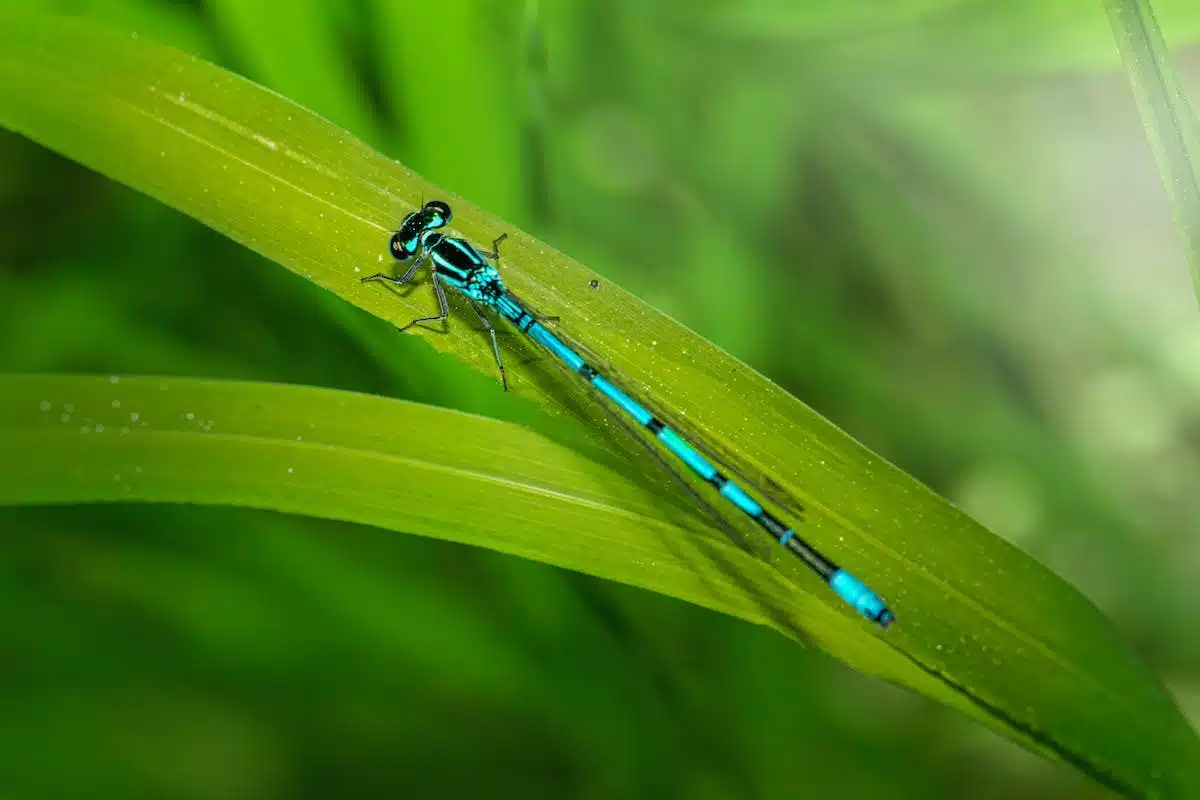 insectes écologie