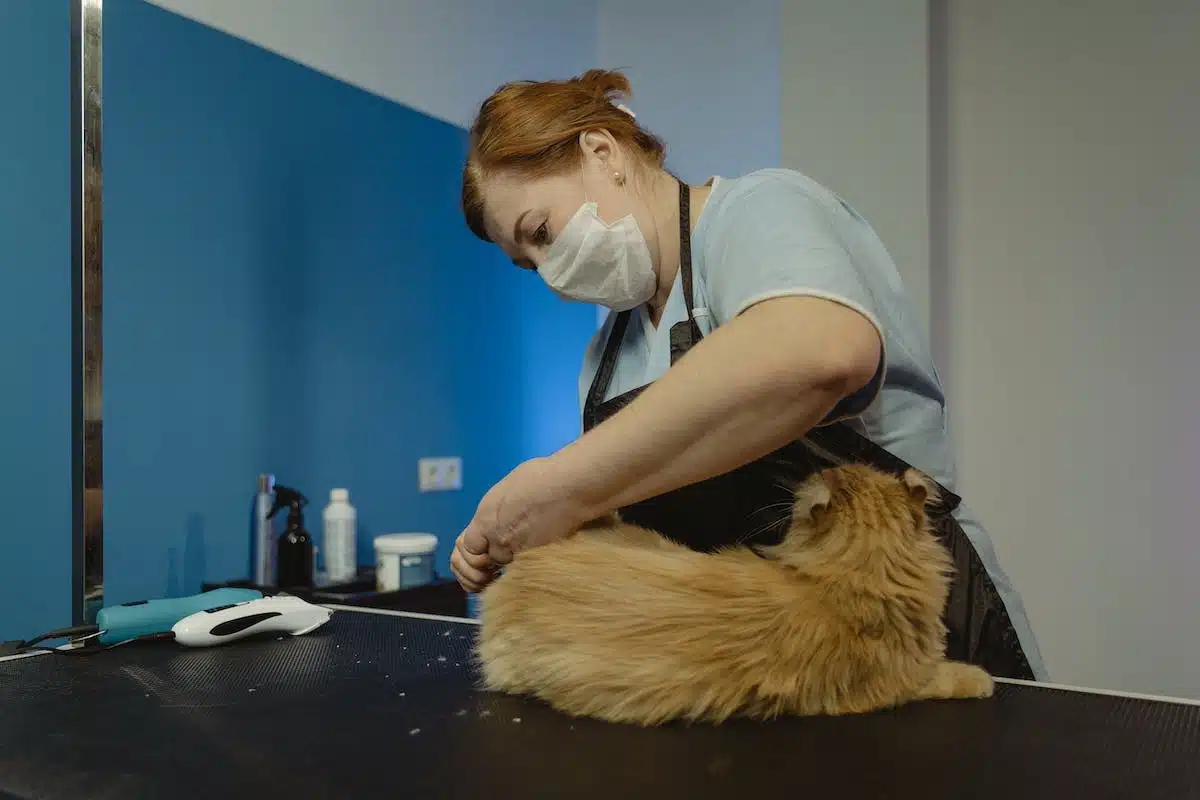 stérilisation chat