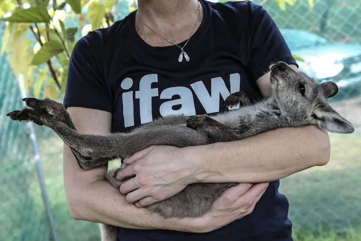 animaux  sauvetage