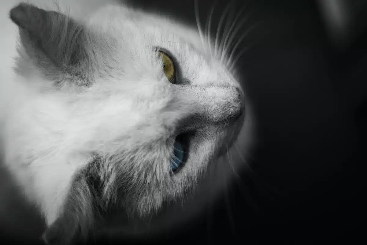chat  épanouissement