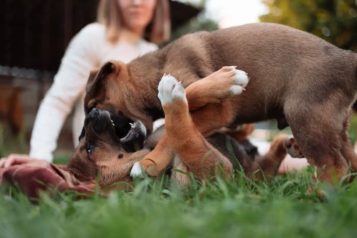 chiot socialisation