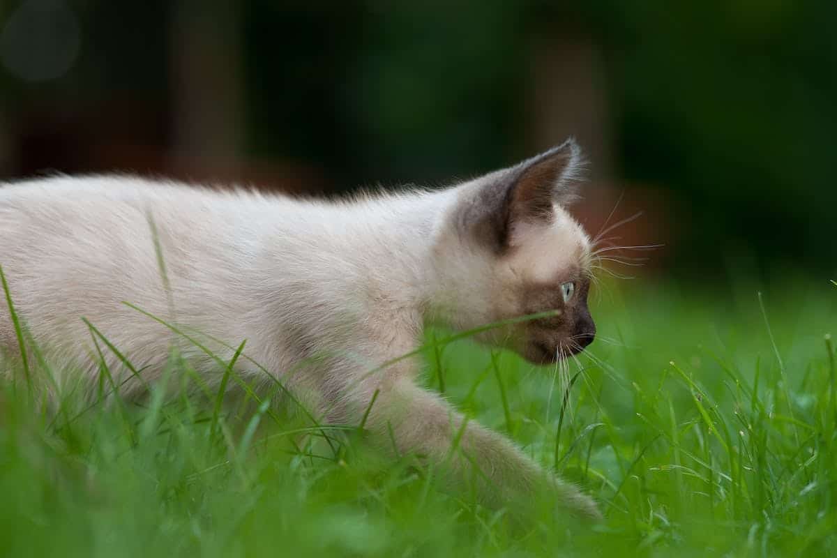 chat  herbes