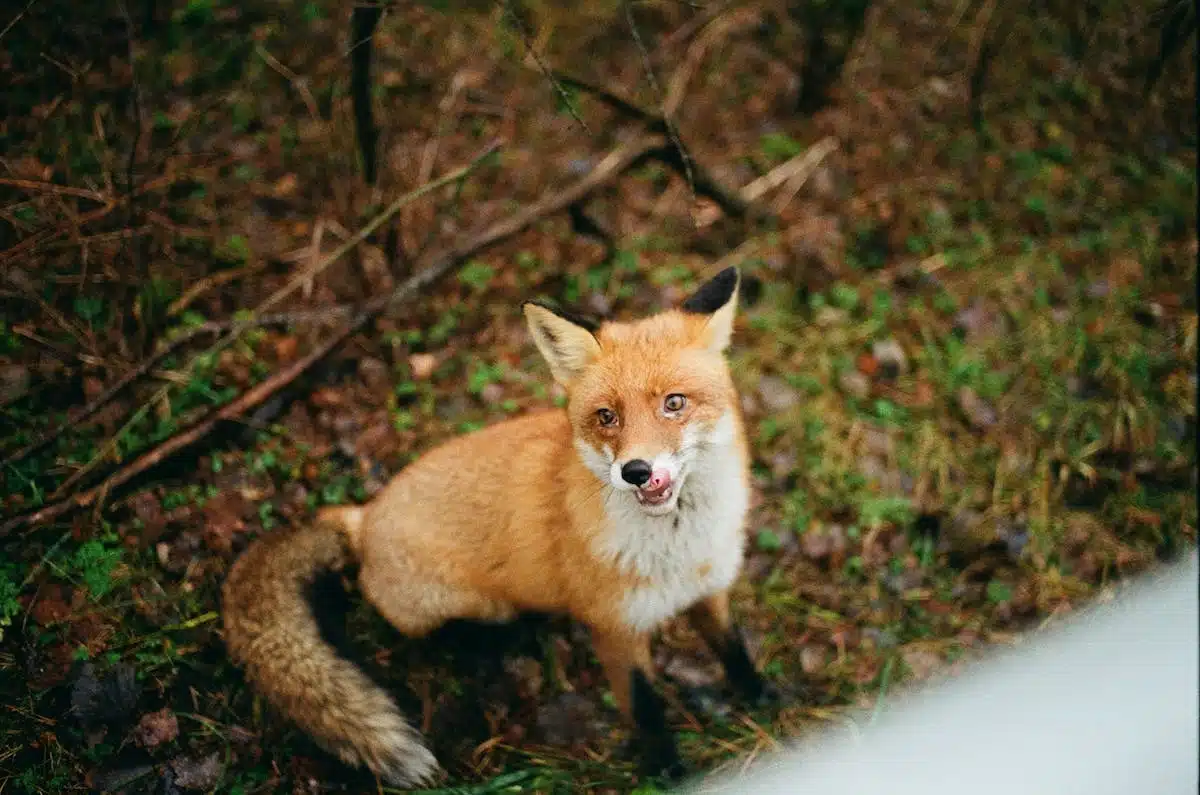 animaux véloces