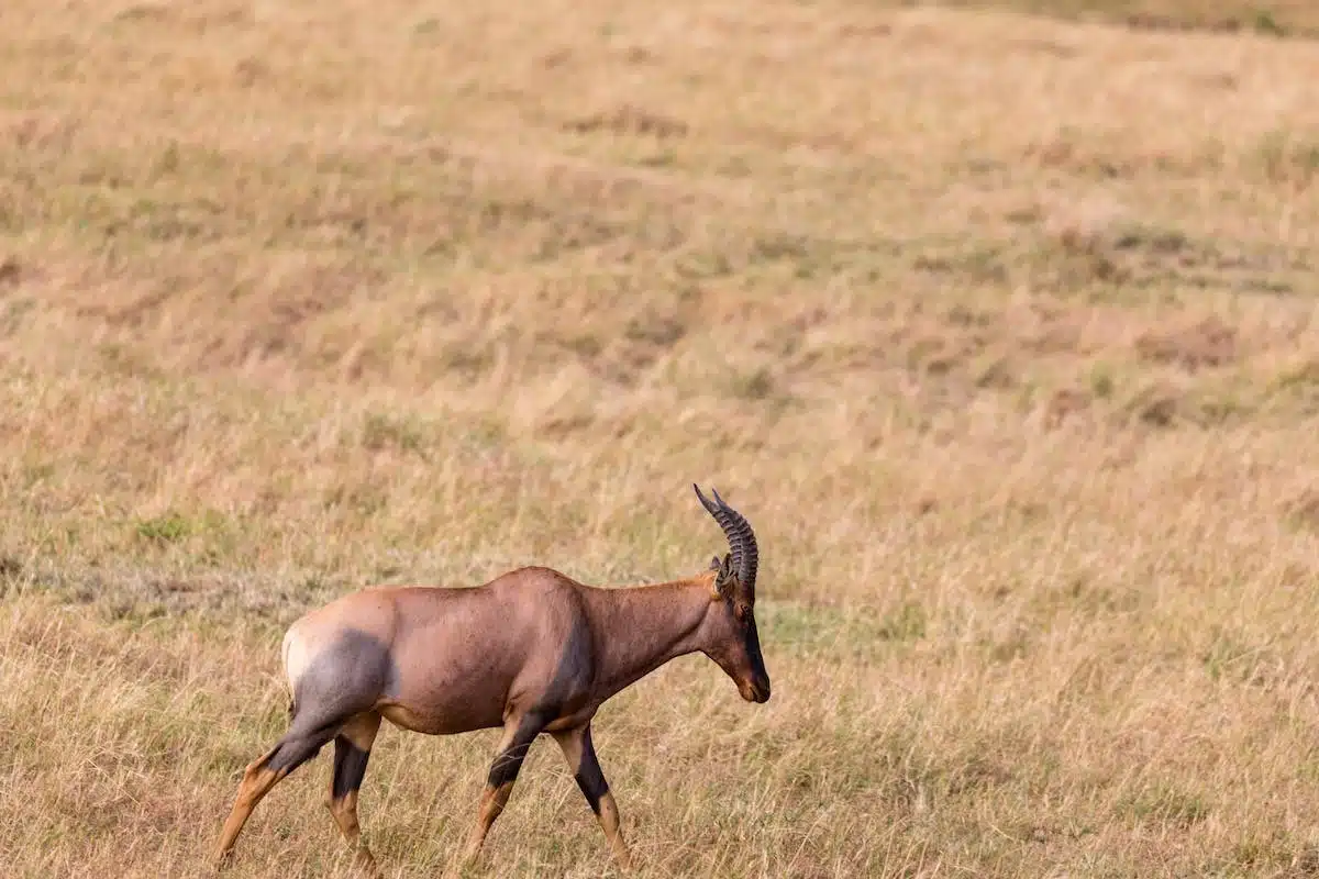 animaux sauvages