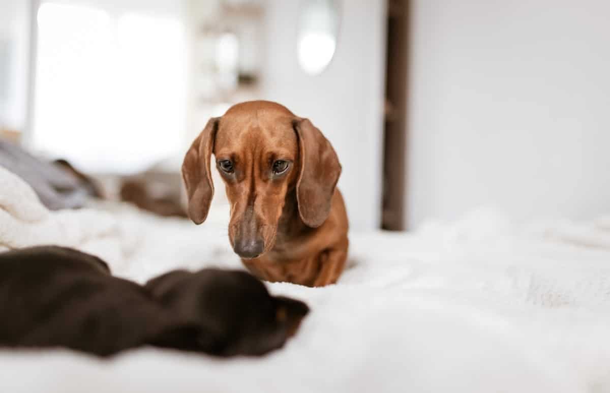 chiens appartement