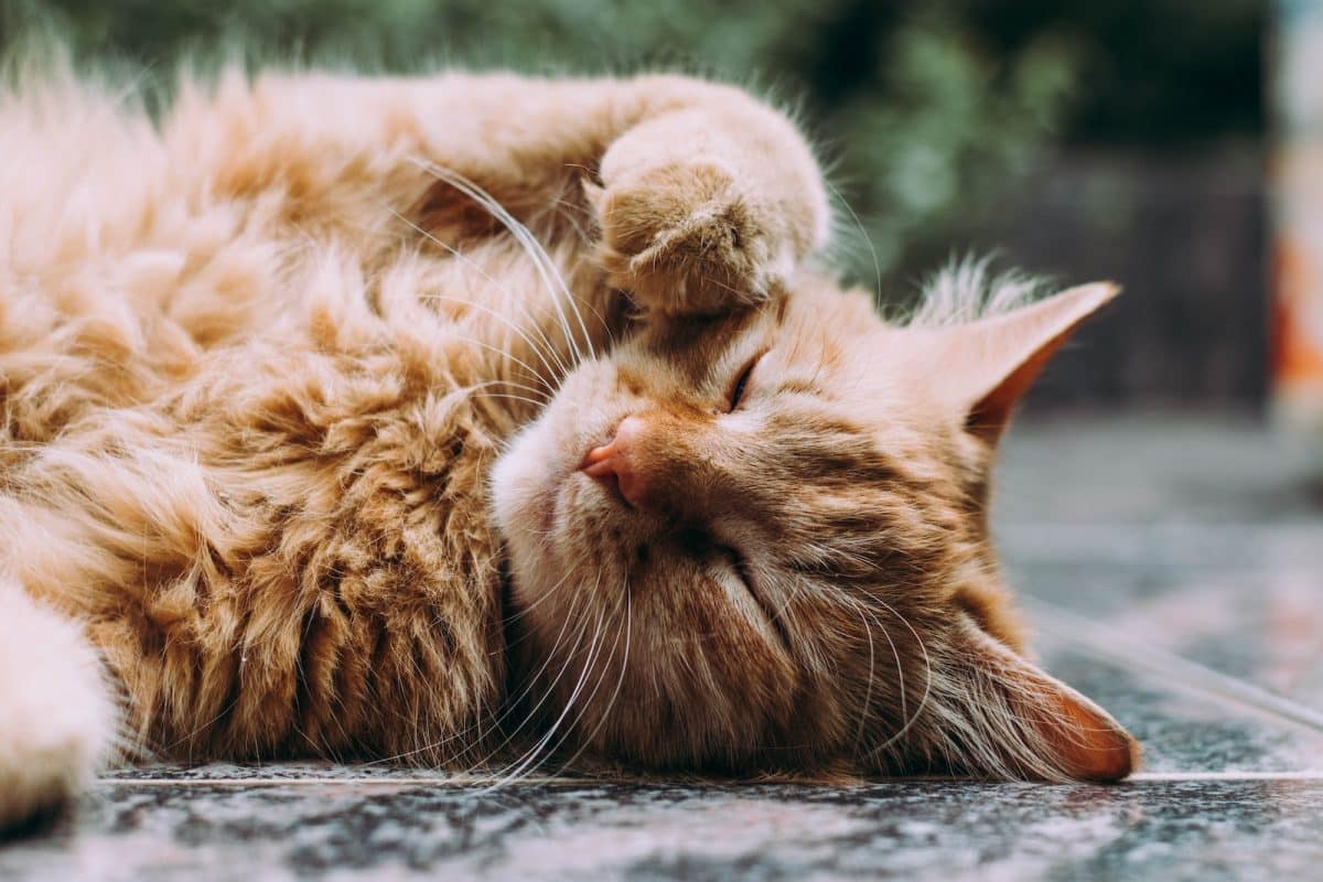 Toilettage pour chats : conseils et astuces pour prendre soin du pelage de votre félin