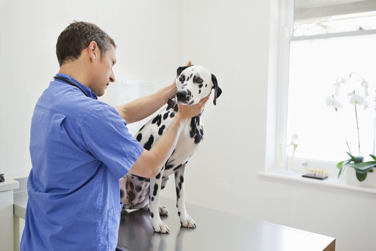 Comment trouver une clinique d’urgence vétérinaire 