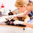 Comment trouver une clinique d’urgence vétérinaire