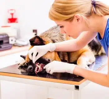 Comment trouver une clinique d’urgence vétérinaire