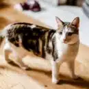 Comprendre et traiter efficacement la teigne chez le chat : conseils vétérinaires