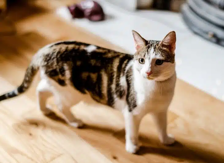 Comprendre et traiter efficacement la teigne chez le chat : conseils vétérinaires
