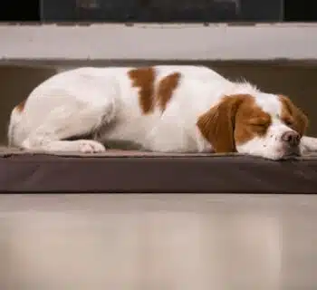 Durée de sommeil chez le chien : ce qu'il faut savoir