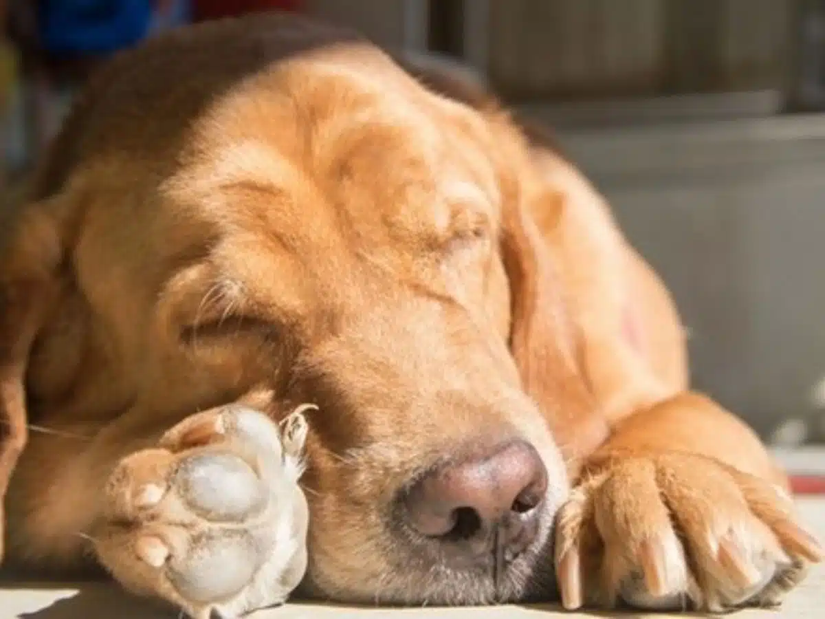 Durée de sommeil chez le chien : ce qu'il faut savoir