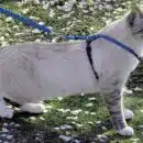 Guide pratique : comment enfiler un harnais à votre chat
