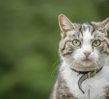 Retrouver un chat perdu : Méthodes et conseils efficaces