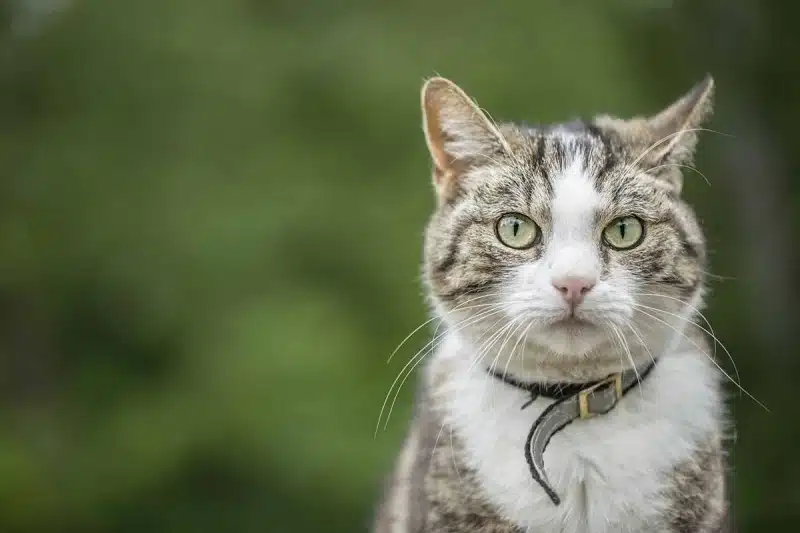 Retrouver un chat perdu : Méthodes et conseils efficaces