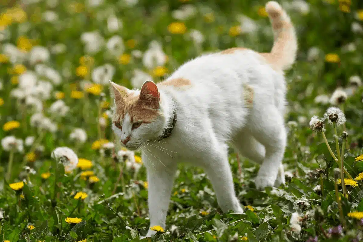 Retrouver un chat perdu : Méthodes et conseils efficaces