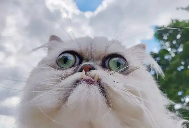 Top 5 des races de chats les plus laides du monde