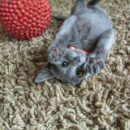 accessoires pour stimuler votre chat 1