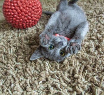 accessoires pour stimuler votre chat 1