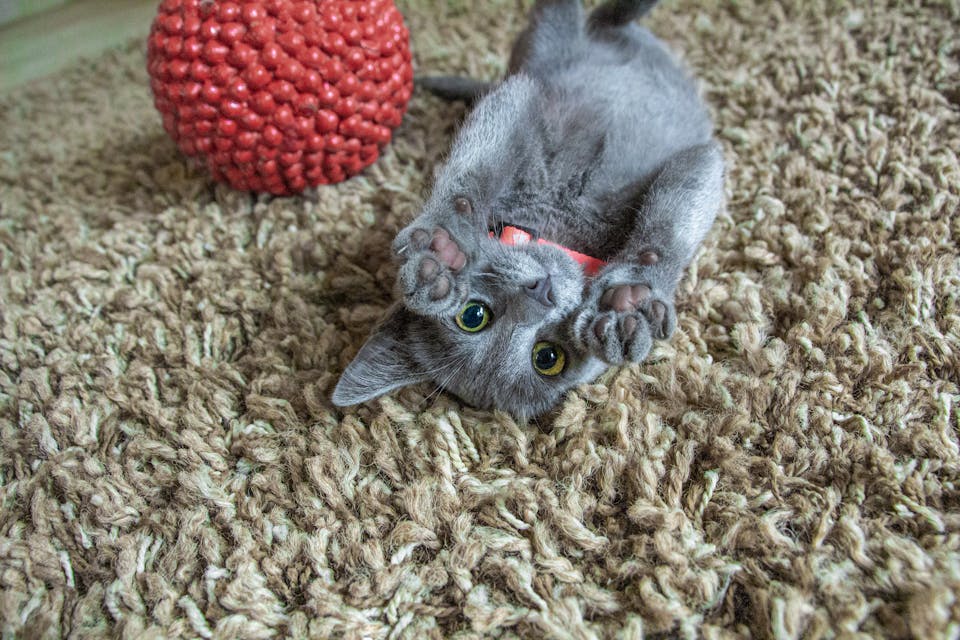 accessoires pour stimuler votre chat 1