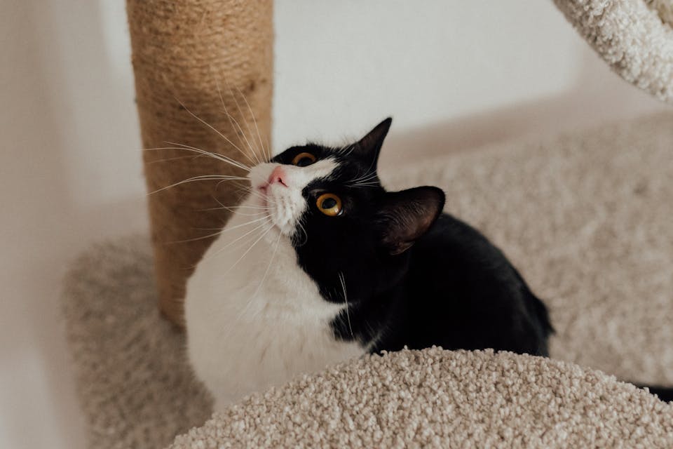 accessoires pour stimuler votre chat 2
