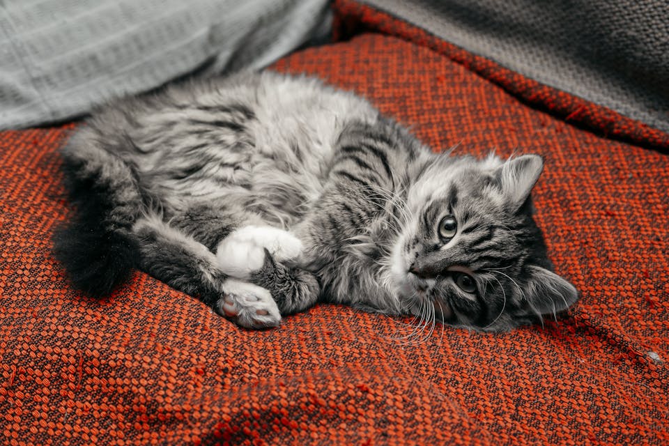accessoires pour stimuler votre chat 3