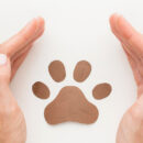 Assurance chien : comment choisir la meilleure option pour votre compagnon ?