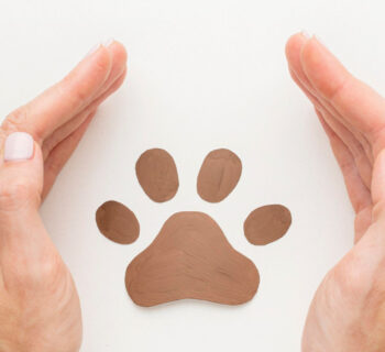 Assurance chien : comment choisir la meilleure option pour votre compagnon ?