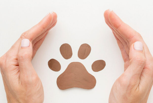 Assurance chien : comment choisir la meilleure option pour votre compagnon ?